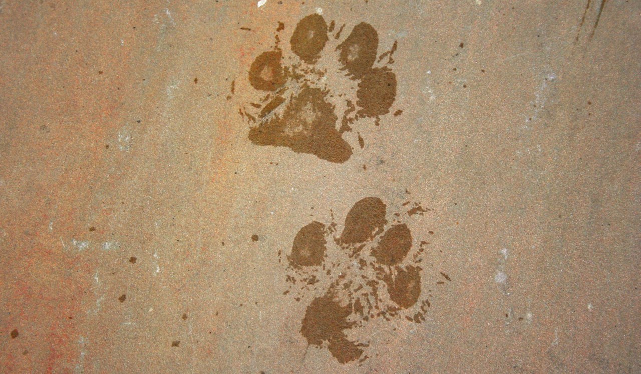 pawprints2