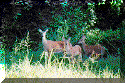 deer2.gif (35618 bytes)