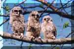 BardOwls.jpg (333950 bytes)