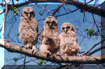 BardOwls.jpg (333950 bytes)