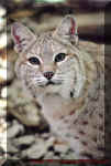 bobcat_small.jpg (3268 bytes)