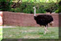 ostrich1.jpg (32806 bytes)